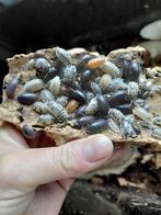 Gratis op te halen Isopods Porcellio Laevis (4 kleurslagen), Dieren en Toebehoren, Overige soorten
