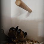 K. Bronzeman spitsstaart, Dieren en Toebehoren, Vogels | Overige Vogels, Meerdere dieren, Geringd