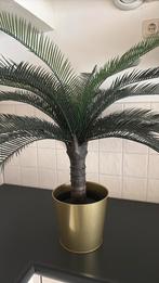 Nep palmboom, Tuin en Terras, Bloembollen en Zaden, Ophalen, Gehele jaar, Halfschaduw