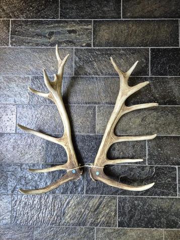 PRACHTIG PAAR EDELHERT GEWEI STANGEN 14 ENDER 61 CM beschikbaar voor biedingen