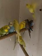 Grasparkieten 40 stuks alles in 1 koop geen losse verkoop, Dieren en Toebehoren, Vogels | Parkieten en Papegaaien, Meerdere dieren