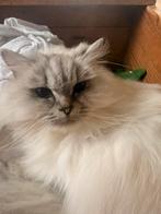 Britse langhaar, Dieren en Toebehoren, Poes