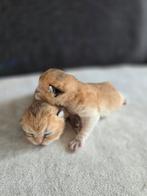 Britse korthaar kittens ( golden), Dieren en Toebehoren, Katten en Kittens | Raskatten | Korthaar, Poes, Ontwormd, 0 tot 2 jaar