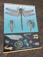 Schoolplaat Libelle Dragonfly Insect Insecten Schoolkaart, Ophalen of Verzenden, Natuur en Biologie
