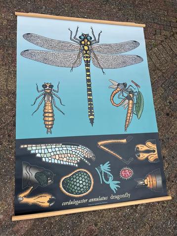 Schoolplaat Libelle Dragonfly Insect Insecten Schoolkaart beschikbaar voor biedingen