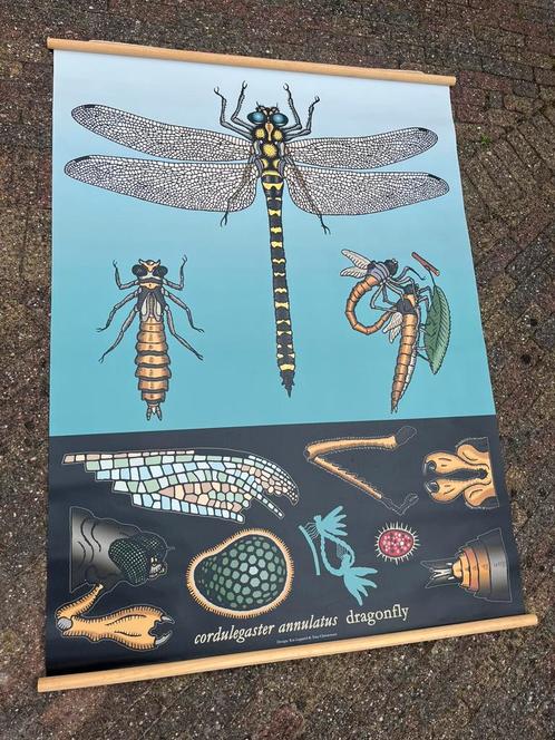 Schoolplaat Libelle Dragonfly Insect Insecten Schoolkaart, Antiek en Kunst, Antiek | Schoolplaten, Natuur en Biologie, Ophalen of Verzenden