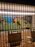 Mooie kleur grasparkieten 3 stuks, Dieren en Toebehoren, Meerdere dieren, Parkiet