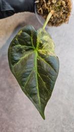 Alocasia Regal Shield Gold Variegata, Ophalen of Verzenden, Halfschaduw, Minder dan 100 cm