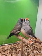 Te koop koppel charcoal x split charcoal pop
Man 2024
Pop, Dieren en Toebehoren, Vogels | Overige Vogels, Meerdere dieren