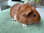 Lief zeugje Lies, September, Vrouwelijk, Cavia
