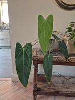 Anthurium warocqueanum Esmeralda, Huis en Inrichting, Ophalen, Overige soorten, Minder dan 100 cm