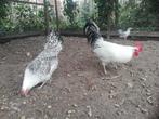 Friese zilverpel, Dieren en Toebehoren, Pluimvee, Meerdere dieren, Kip