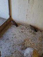 Bronsvleugelduiven, Dieren en Toebehoren, Vrouwelijk