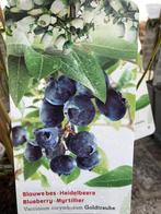NIEUW Soorten Blauwe bessen pakket 4 planten voor 12,50, Ophalen of Verzenden