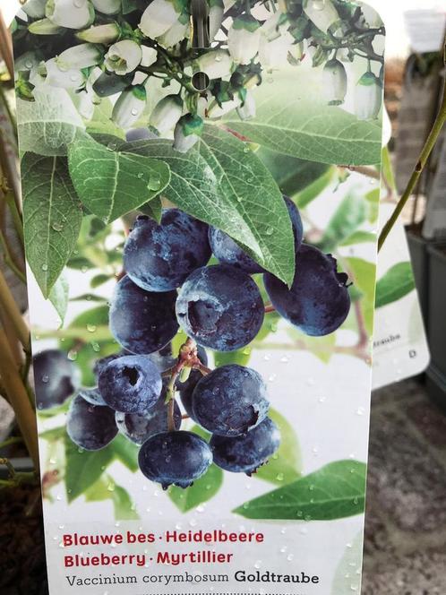 NIEUW Soorten Blauwe bessen pakket 4 planten voor 12,50, Tuin en Terras, Planten | Tuinplanten, Ophalen of Verzenden