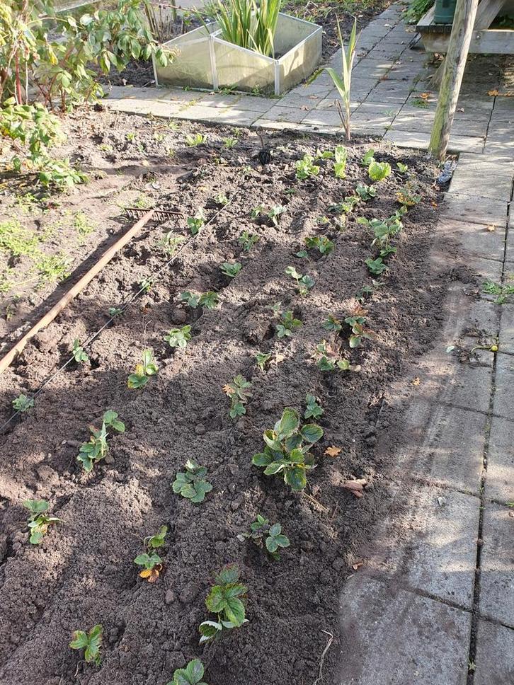 Aardbeienplanten - Vroege Soort, Tuin en Terras, Planten | Tuinplanten, Vaste plant, Fruitplanten, Volle zon, Lente, Ophalen