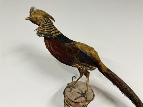 Antieke opgezette Goud Fazant Haan, Antiek en Kunst, Antiek | Kantoor en Zakelijk, Ophalen