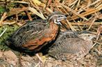Chinese dwergkwartel hennetjes | Losse kwartel hennen, Dieren en Toebehoren, Vrouwelijk, Overige soorten
