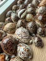 Cypraea Tigris Tijgerschelp, Ophalen of Verzenden, Schelp(en)