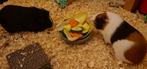 Lief huisje gezocht voor 2 dames cavia.s, Dieren en Toebehoren, Cavia, Vrouwelijk, November, Tam