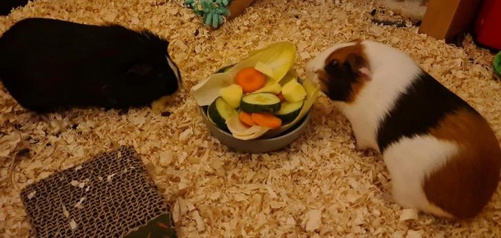 Lief huisje gezocht voor 2 dames cavia.s, Dieren en Toebehoren, Knaagdieren, Vrouwelijk, Cavia, November, Tam