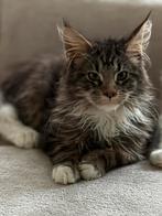 Main Coon kittens unieke kans! Lees goed!, Meerdere dieren, Ontwormd, 0 tot 2 jaar