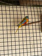 Turqesine parkieten, Dieren en Toebehoren, Meerdere dieren, Parkiet