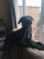 Yankee zoekt een fijne thuis, België, Particulier, 15 weken tot 1 jaar, Reu