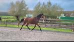 Super knappe e-pony merrie, Dieren en Toebehoren, Pony's, Merrie, Zadelmak, E pony (1.48m - 1.57m), 3 tot 6 jaar