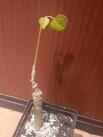 Erythrina melanacantha, caudex, succulent, plant, Verzenden, Halfschaduw, Minder dan 100 cm