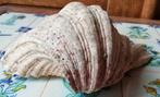 Schelp. Natural Bear Clam Shell. 18/13/7 cm., Verzamelen, Schelp(en), Ophalen