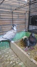 Koppel duiven te koop, Dieren en Toebehoren, Vogels | Duiven, Meerdere dieren, Overige soorten