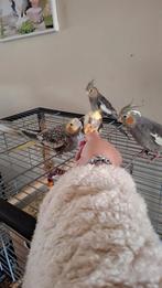 Jonge valkparkieten, Meerdere dieren, Parkiet, Tam
