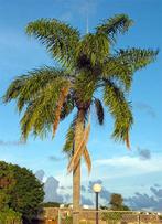 5 x Syagrus romanzoffiana palm boom zaden, Tuin en Terras, Ophalen, Gehele jaar, Volle zon, Zaad