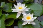 Gezocht; Witte Waterlelies, Ophalen, Volle zon, Vaste plant, Zomer