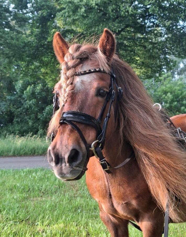 Showtime hoofdstel maat shet/pony, Dieren en Toebehoren, Paarden en Pony's | Hoofdstellen en Tuigage, Zo goed als nieuw, Dressuur