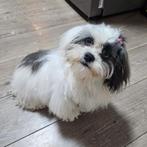 Mooie Shihtzu x Maltezer Teefje - pup boomer, Maltezer, 15 weken tot 1 jaar, CDV (hondenziekte), Teef