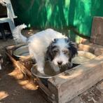 GaGa Animal Care - HUMMEL kan eind augustus naar NL komen, Dieren en Toebehoren, Honden | Niet-rashonden, Particulier, Rabiës (hondsdolheid)