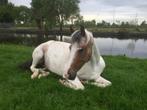 Verzorger/ leaser/ bijrijder gezocht voor meerdere dagen, Dieren en Toebehoren, Paarden en Pony's | Verzorgingsproducten, Ophalen