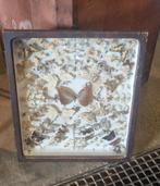 Antieke vlinderkast vlinders vitrine taxidermie, Ophalen, Gebruikt, Insect, Opgezet dier