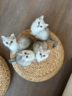 Scottish shorthair kittens, no pedigree, Dieren en Toebehoren, Katten en Kittens | Raskatten | Korthaar