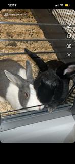 Konijnene, Dieren en Toebehoren, Konijnen, Meerdere dieren, Groot