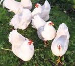 Gezocht: jonge witte barnevelder krielkippen, hen., Dieren en Toebehoren, Vrouwelijk, Kip
