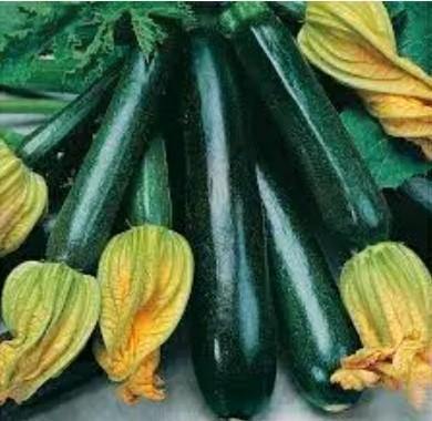 Zaden van COURGETTE Black Beauty., Tuin en Terras, Bloembollen en Zaden, Zaad, Voorjaar, Volle zon, Ophalen