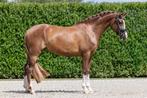Super knappe zweetvos E pony, B, Gechipt, Dressuurpony, 3 tot 6 jaar