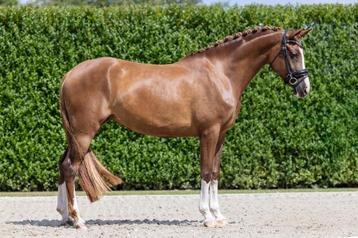 Super knappe zweetvos E pony beschikbaar voor biedingen
