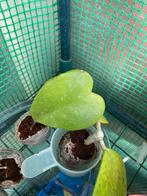 Hoya Kerrii stekes, Ophalen of Verzenden