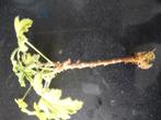 stekjes citroengeranium, Huis en Inrichting, Kamerplanten, Overige soorten, Minder dan 100 cm, Ophalen, Groene kamerplant