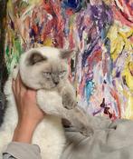 Britse Korthaar Dekkater met stamboom, 3 tot 5 jaar