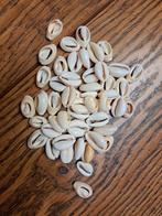 Gebleekte Kauri Schelpen - Sieraden Maken, Verzenden, Nieuw, Kraal